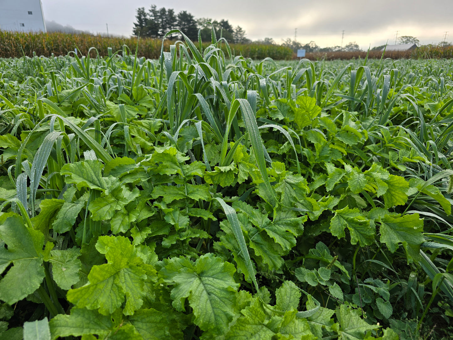 Daikon Radish