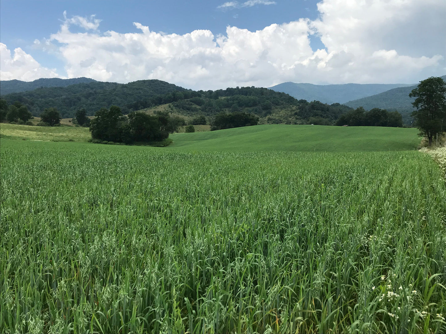 Oats/Vetch Garden Mix