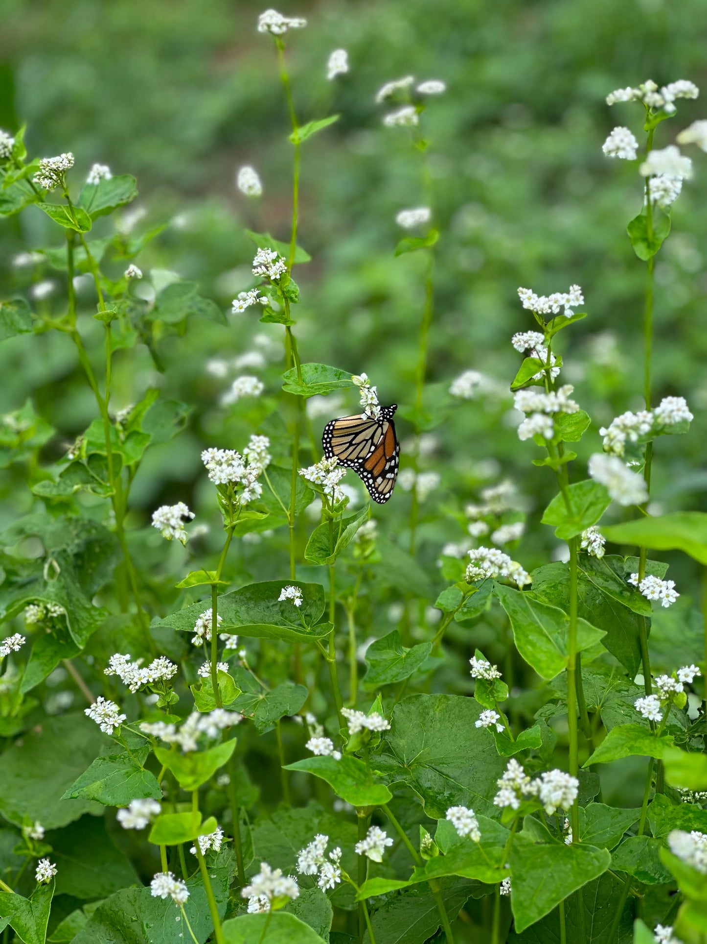Buckwheat