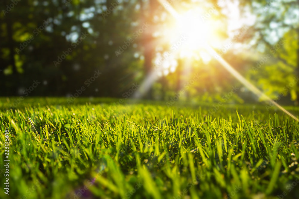 Green Perfection Turf Mix