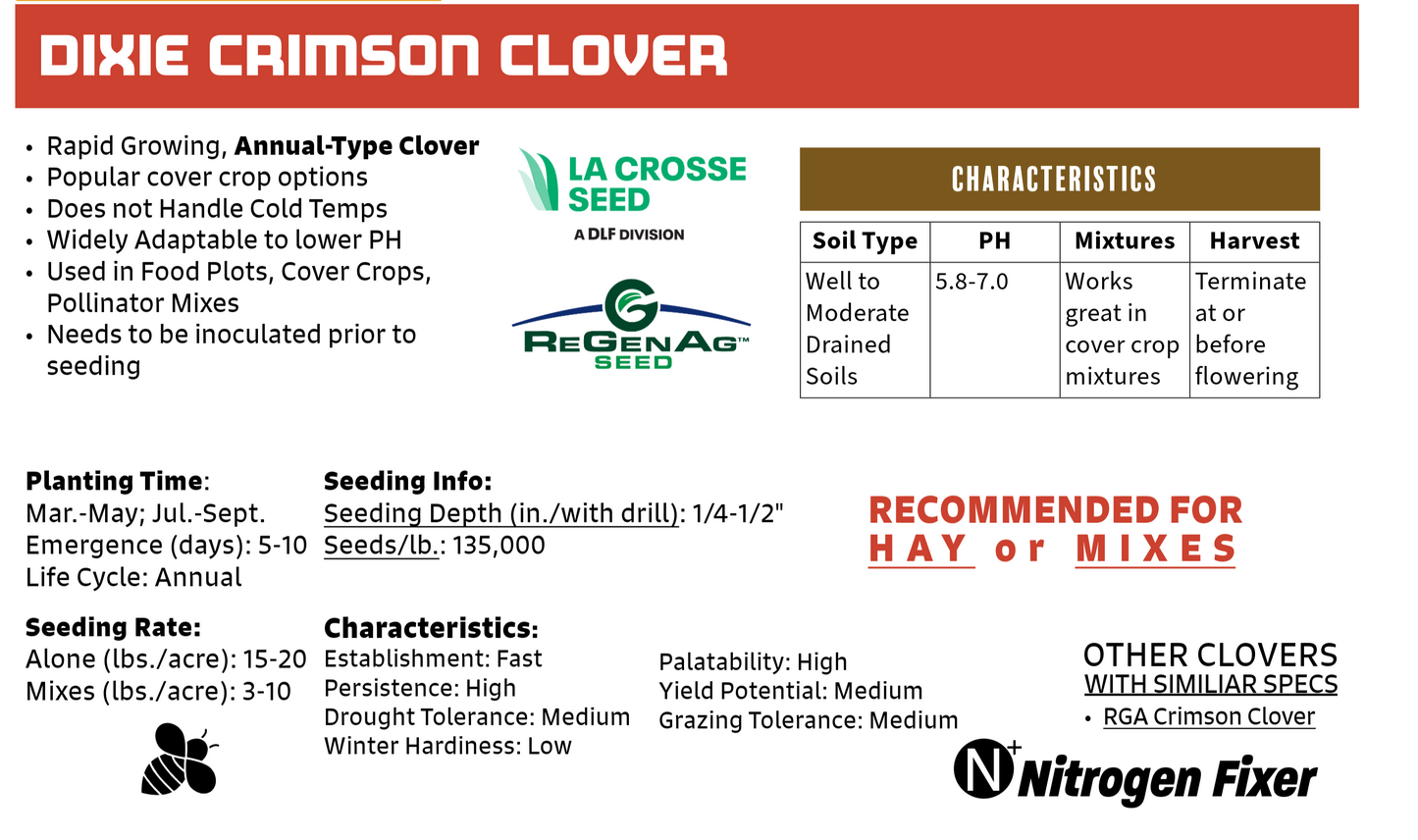 Crimson Clover