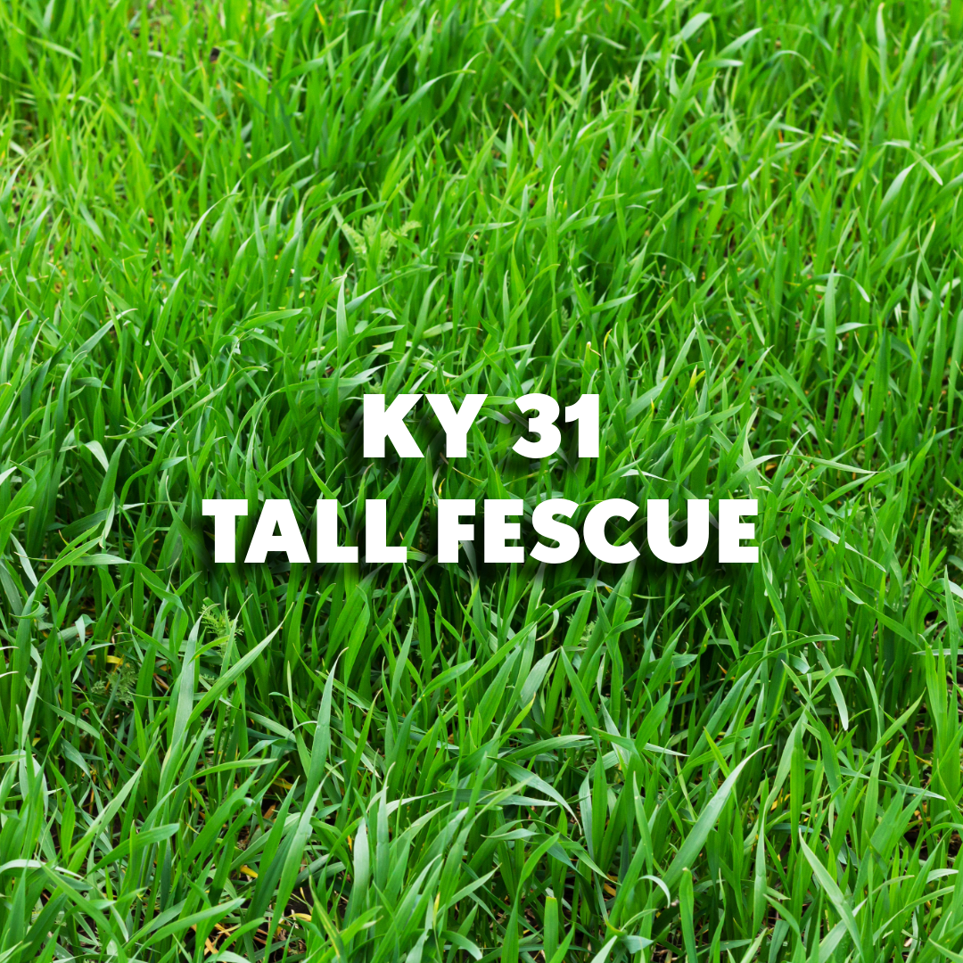 KY 31 Tall Fescue