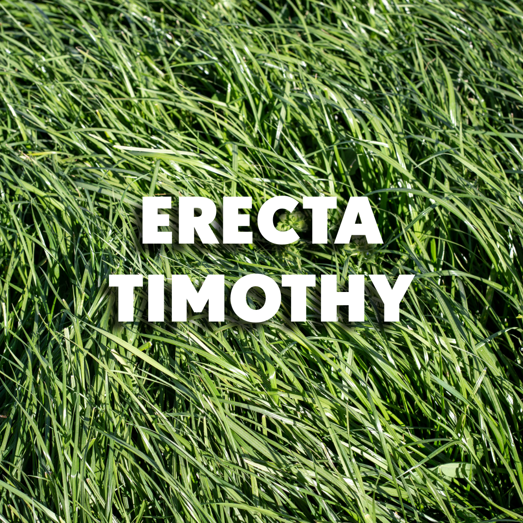 Erecta Timothy