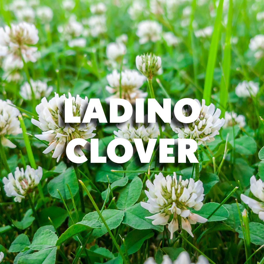 Ladino Clover