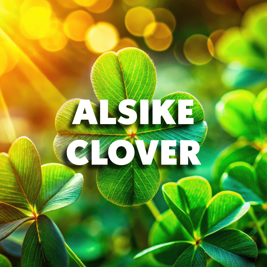 Alsike Clover