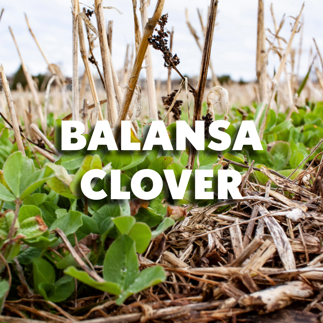 Balansa Clover