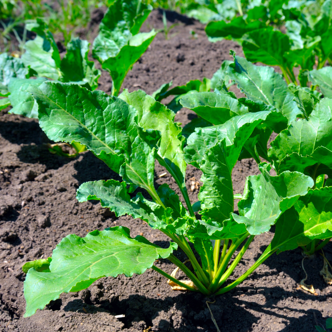 Turnips