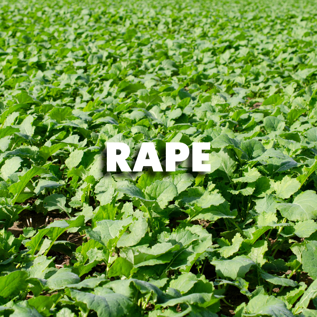 Rape