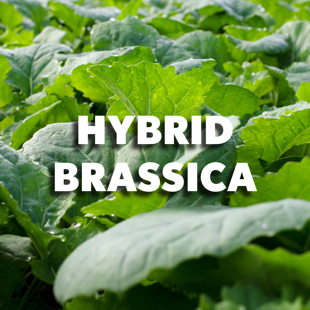 Hybrid Brassica